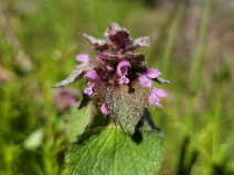 Lamium purpureum