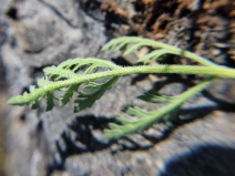 Lomatium macrocarpum