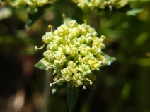 Lomatium macrocarpum