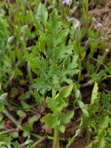 Sanicula bipinnatifida