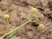 Sanicula bipinnatifida