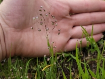 Briza minor