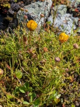 Trifolium jokerstii