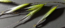 Avena barbata