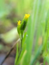 Lasthenia microglossa