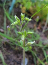 Cerastium glomeratum