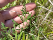 Lomatium caruifolium