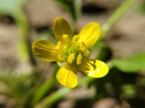 Ranunculus muricatus