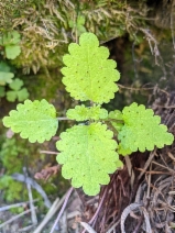 Hesperocnide tenella