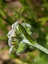 Cryptantha clevelandii var. florosa
