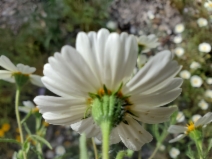 Layia pentachaeta ssp. albida