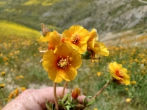 Mentzelia pectinata