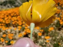 Eschscholzia lemmonii ssp. lemmonii