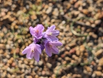 Dipterostemon capitatus ssp. pauciflorus