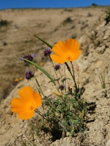 Eschscholzia lemmonii ssp. lemmonii