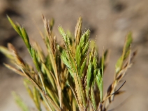 Festuca octoflora