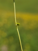 Heterodraba unilateralis