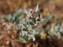 Atriplex fruticulosa