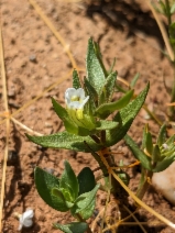 Gratiola ebracteata