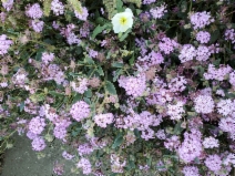 Abronia pogonantha