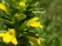 Bellardia viscosa