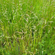 Pleuropogon californicus var. californicus