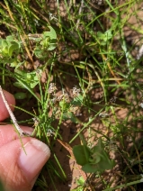 Eleocharis acicularis var. acicularis