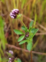 Trifolium appendiculatum