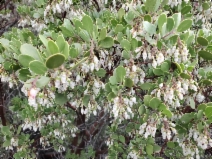 Arctostaphylos Xbenitoensis
