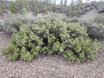 Arctostaphylos Xbenitoensis