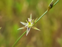 Juncus bufonius var. bufonius