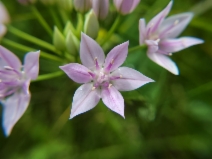 Allium unifolium