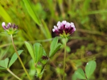 Trifolium appendiculatum