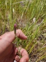Crupina vulgaris