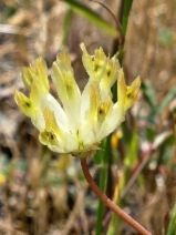Trifolium fucatum