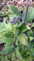 Phacelia nemoralis