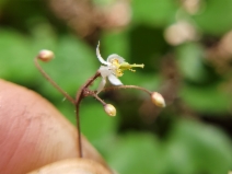 Vancouveria planipetala