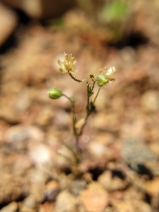 Sagina apetala