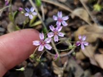 Claytonia gypsophiloides