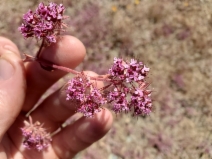 Chorizanthe ventricosa