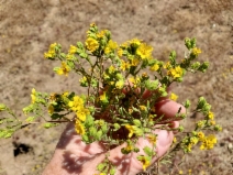 Deinandra pentactis