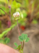 Trifolium microdon