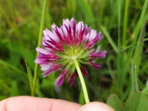 Trifolium wormskioldii