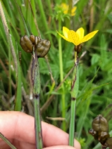 Sisyrinchium californicum