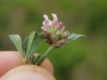 Trifolium striatum