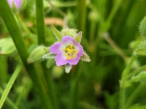 Spergularia macrotheca var. macrotheca