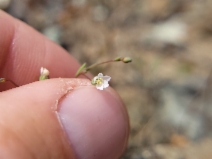 Hesperolinon micranthum