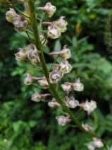Delphinium californicum ssp. californicum