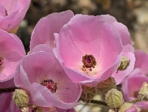 Sphaeralcea ambigua