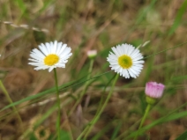 Erigeron karvinskianus